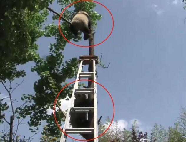 熊猫捣乱被抓，屡次攻击奶妈失败，下一秒引发全场哄笑！(图1)