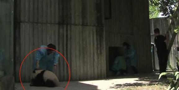 熊猫捣乱被抓，屡次攻击奶妈失败，下一秒引发全场哄笑！(图3)