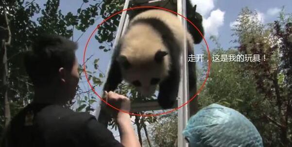 熊猫捣乱被抓，屡次攻击奶妈失败，下一秒引发全场哄笑！(图2)