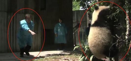 熊猫捣乱被抓，屡次攻击奶妈失败，下一秒引发全场哄笑！(图4)