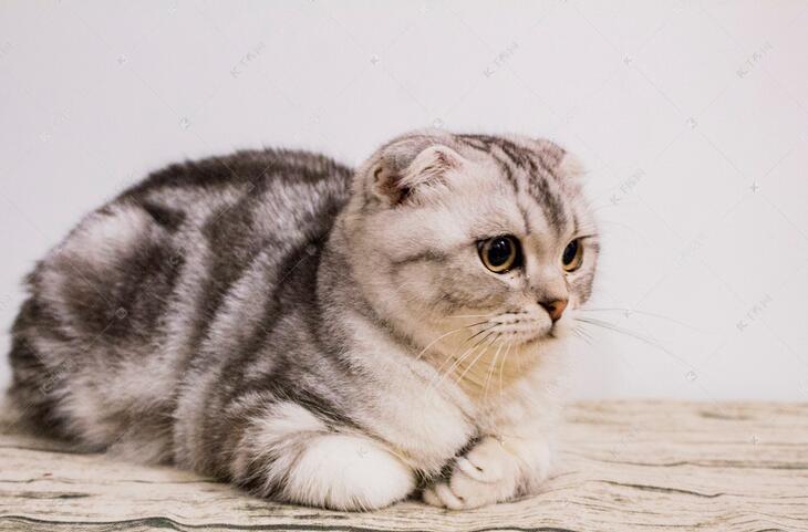 怎么在家处理猫鼻支？猫鼻支治疗方法(图1)