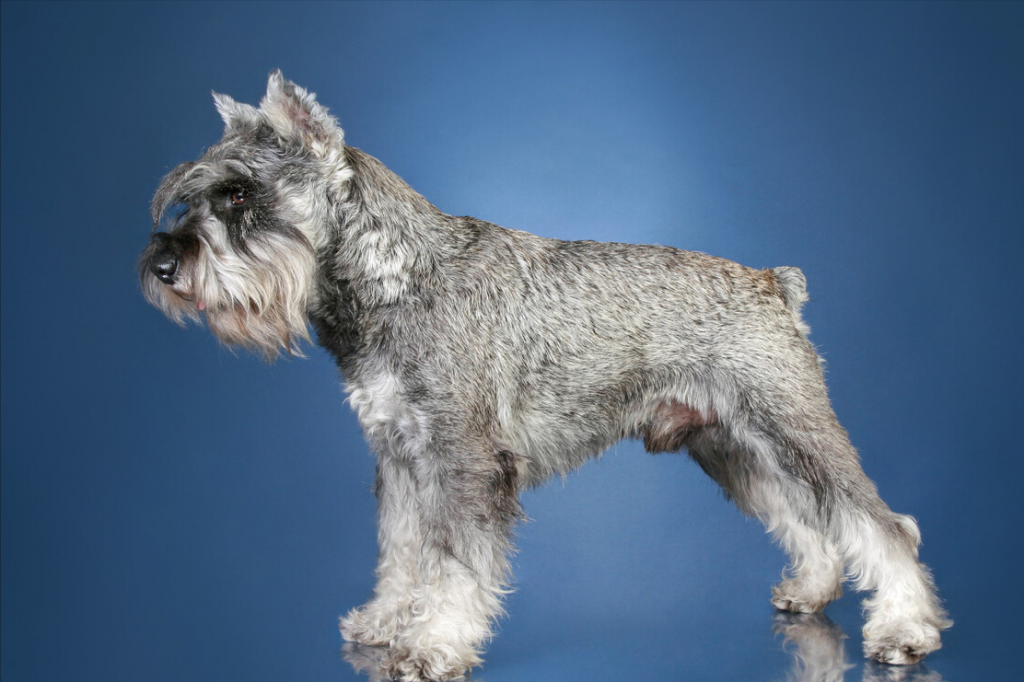 “纯种”雪纳瑞的挑选办法，现在告诉你（雪纳瑞怎么选小狗品种）(图1)