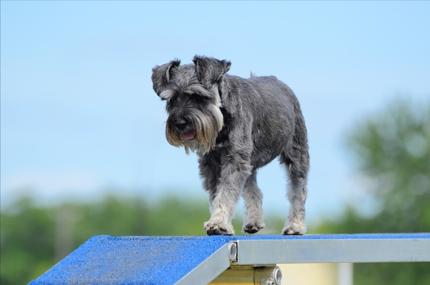 “纯种”雪纳瑞的挑选办法，现在告诉你（雪纳瑞怎么选小狗品种）(图3)