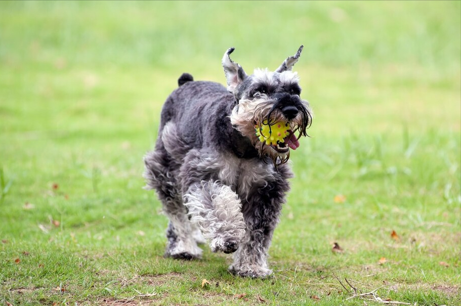 “纯种”雪纳瑞的挑选办法，现在告诉你（雪纳瑞怎么选小狗品种）(图4)