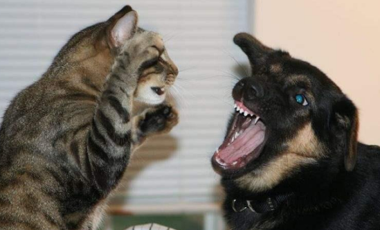 猫打不过狗，藏獒能够打赢狮子吗？答案可想而知(图1)