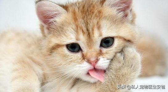 猫咪呕吐分时间的吗？导致猫咪呕吐的原因有很多(图6)