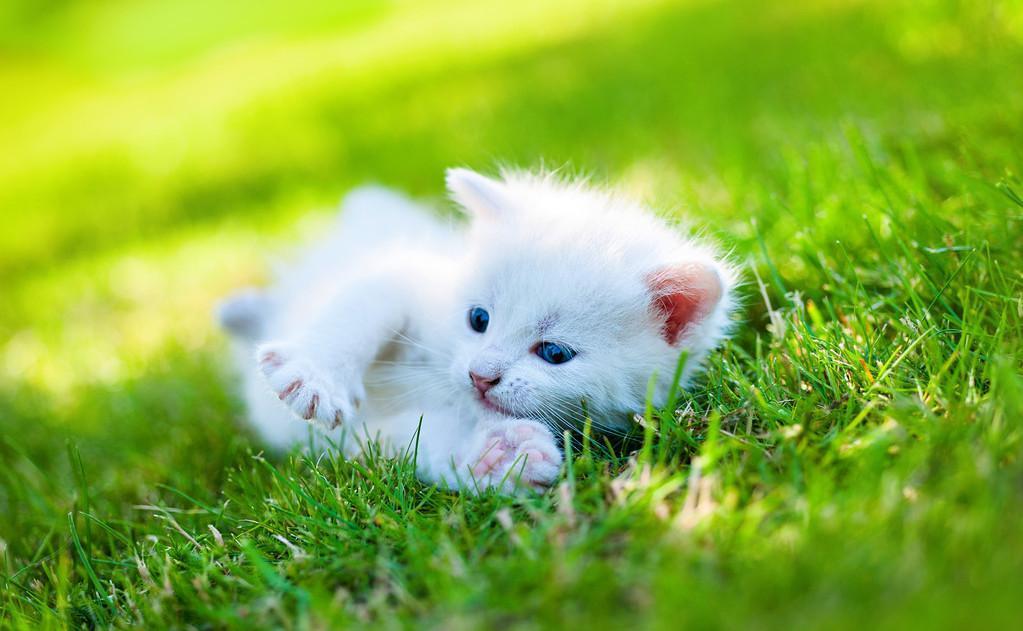 ​猫从哪里获取牛磺酸？牛磺酸对猫的作用是什么呢？(图1)