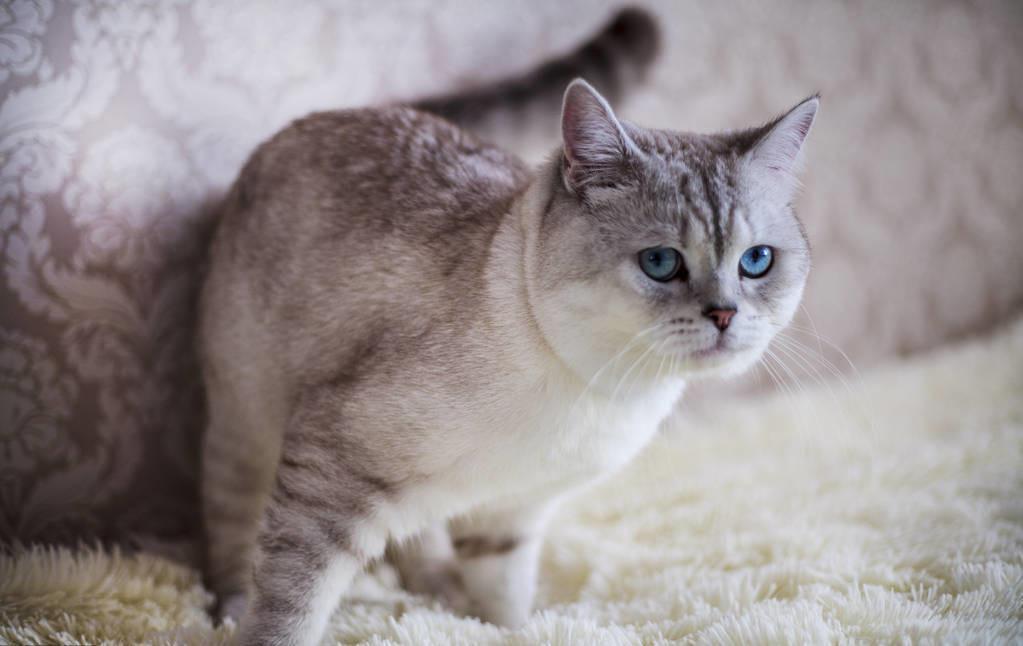 ​猫从哪里获取牛磺酸？牛磺酸对猫的作用是什么呢？(图3)