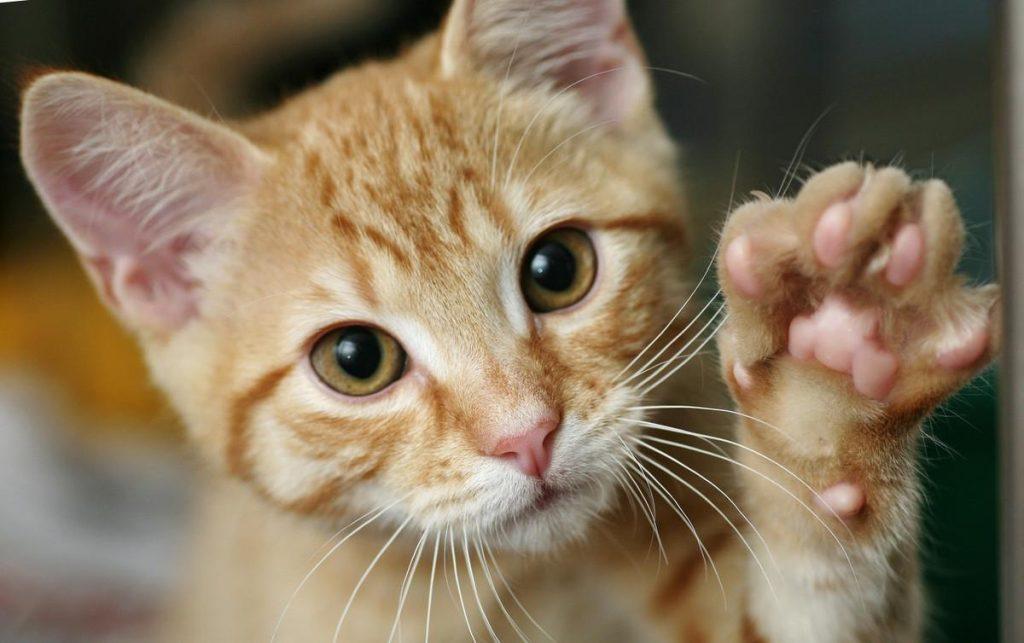 ​猫从哪里获取牛磺酸？牛磺酸对猫的作用是什么呢？(图2)