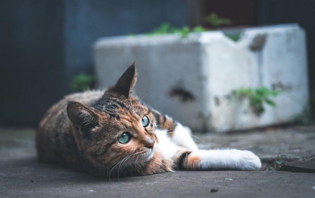 ​猫从哪里获取牛磺酸？牛磺酸对猫的作用是什么呢？(图5)