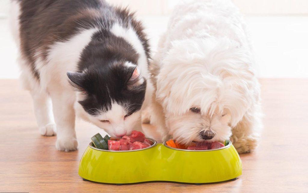 ​猫从哪里获取牛磺酸？牛磺酸对猫的作用是什么呢？(图4)