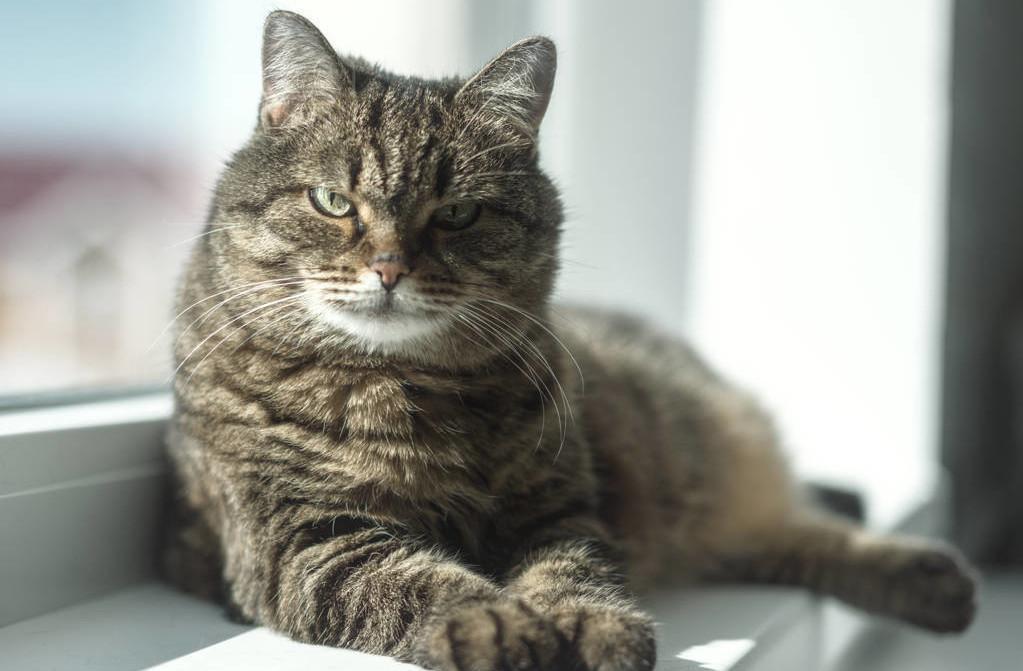 ​猫从哪里获取牛磺酸？牛磺酸对猫的作用是什么呢？(图6)