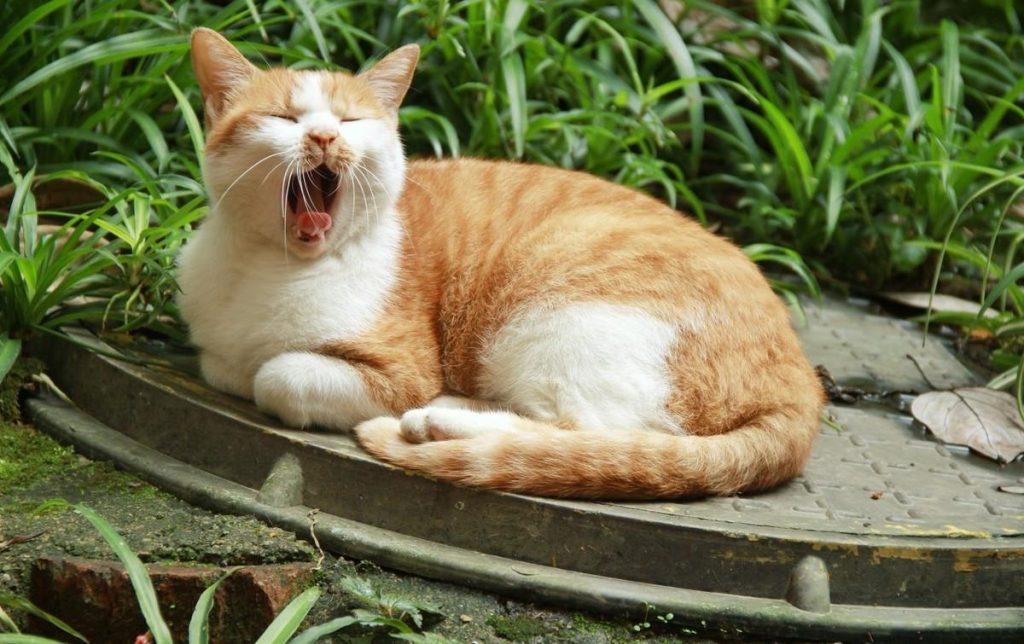 ​猫从哪里获取牛磺酸？牛磺酸对猫的作用是什么呢？(图7)