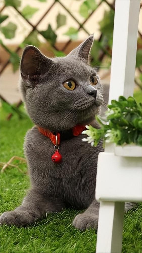 饲养蓝猫到底有多香？蓝猫的优点有什么？(图1)