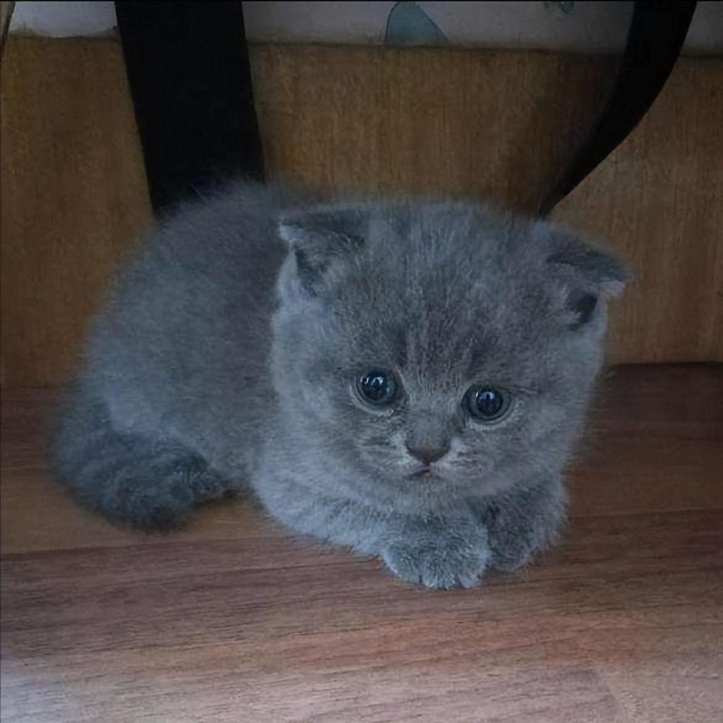 饲养蓝猫到底有多香？蓝猫的优点有什么？(图2)