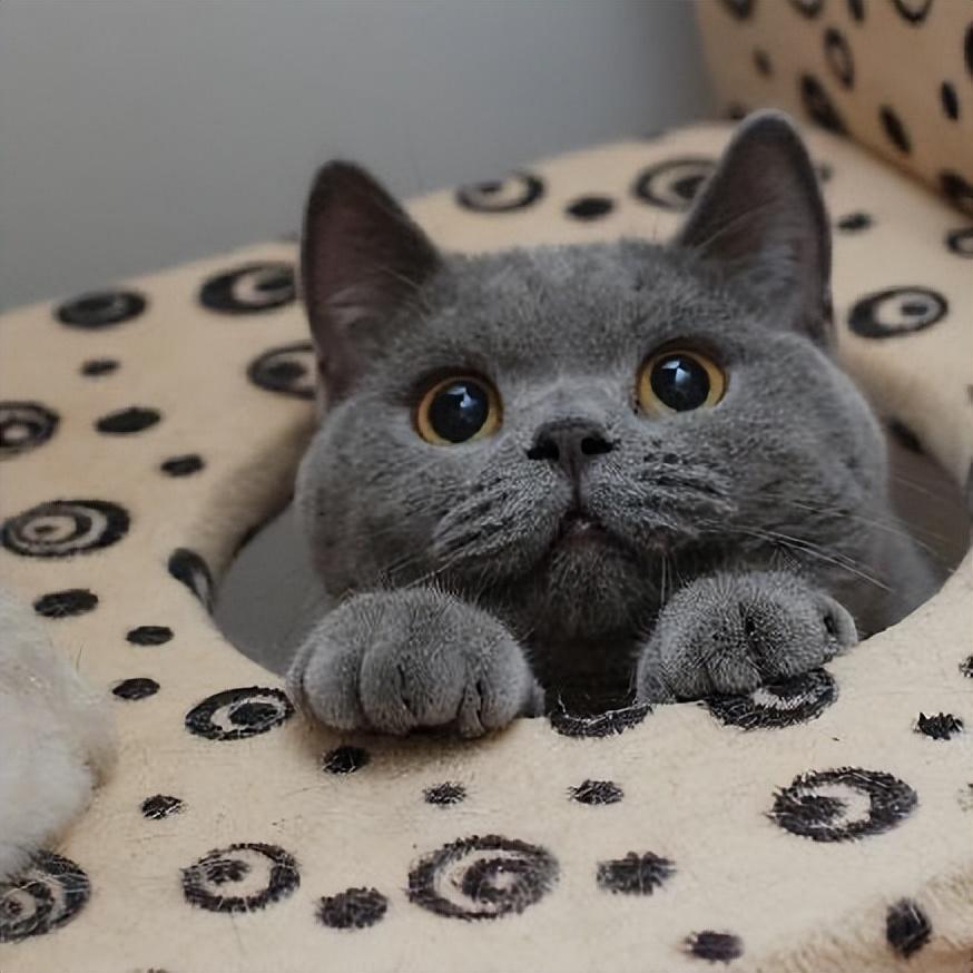 饲养蓝猫到底有多香？蓝猫的优点有什么？(图3)