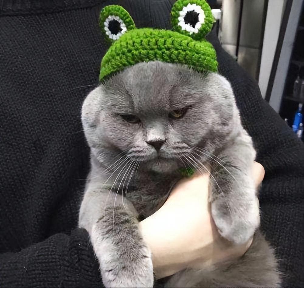 饲养蓝猫到底有多香？蓝猫的优点有什么？(图5)