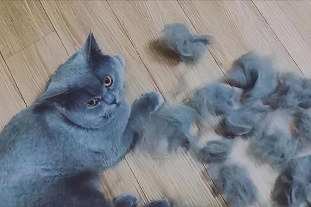 饲养蓝猫到底有多香？蓝猫的优点有什么？(图7)