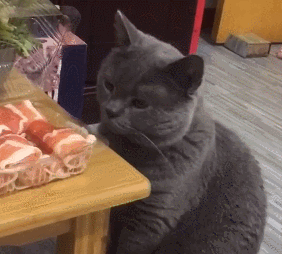 饲养蓝猫到底有多香？蓝猫的优点有什么？(图8)