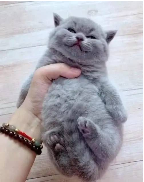 小奶猫困到不能自理，拎在手里直接秒睡，主人的内心彻底崩溃了(图1)