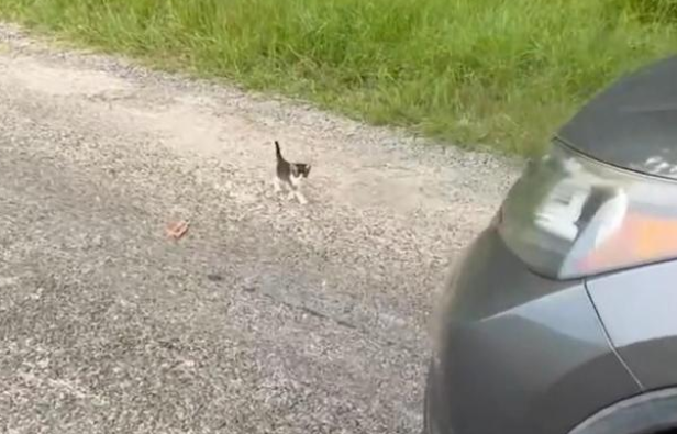 在马路上偶遇一只小喵咪，下车被数只猫咪包围(图1)