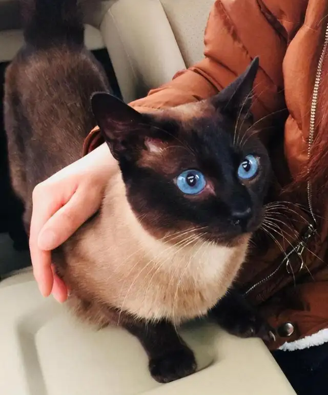 劝你养泰国暹罗猫，原因是什么？(图1)