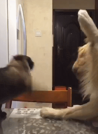 劝你养泰国暹罗猫，原因是什么？(图4)