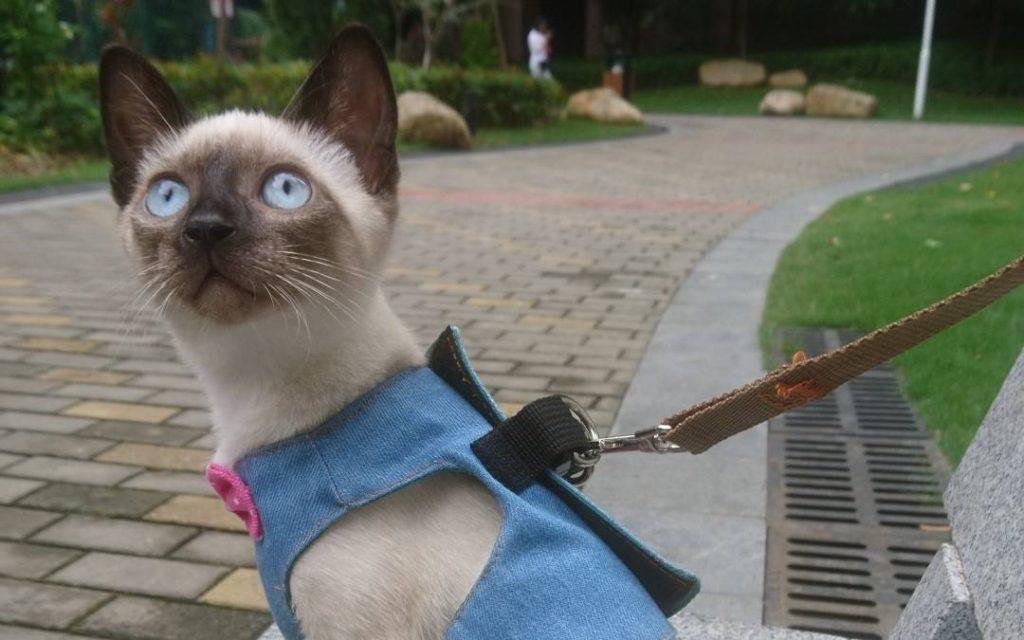 劝你养泰国暹罗猫，原因是什么？(图6)