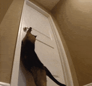 劝你养泰国暹罗猫，原因是什么？(图5)