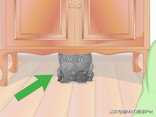 猫咪发热的可能原因有什么？如何给猫量直肠温度？(图1)