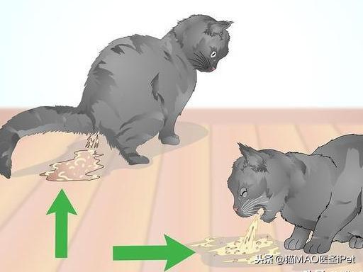 猫咪发热的可能原因有什么？如何给猫量直肠温度？(图3)