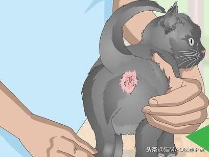 猫咪发热的可能原因有什么？如何给猫量直肠温度？(图6)