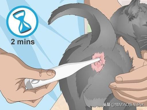 猫咪发热的可能原因有什么？如何给猫量直肠温度？(图8)
