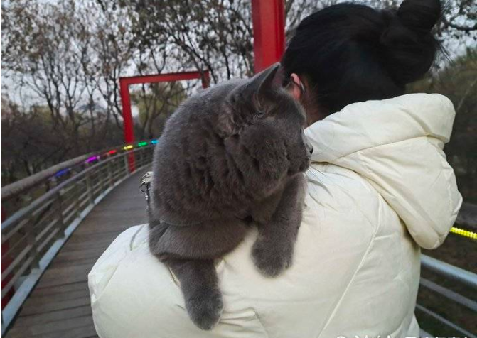 扛着12斤蓝猫游园，济南这女孩儿体力不错！(图2)