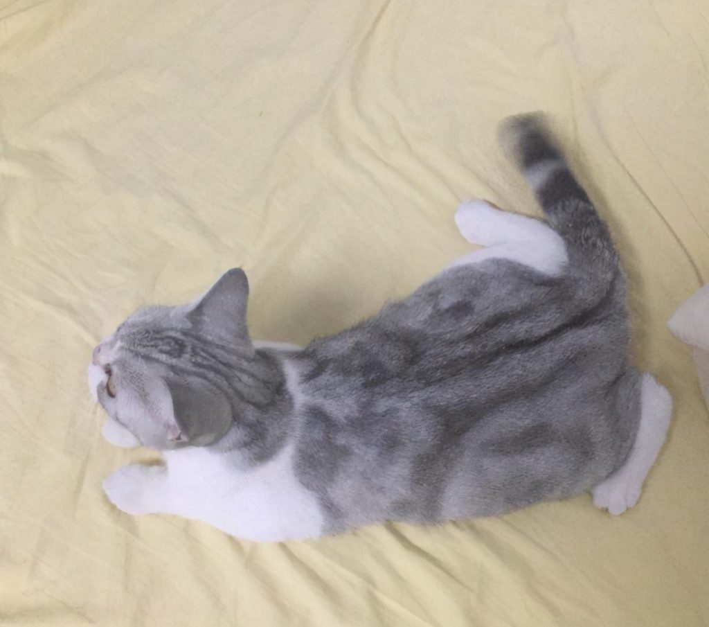 美短猫常见的7种颜色，和罕见的5种颜色，看看你知道几种？(图5)