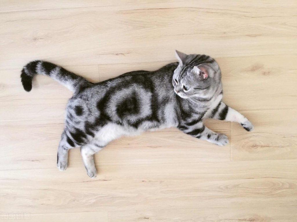 美短猫常见的7种颜色，和罕见的5种颜色，看看你知道几种？(图7)