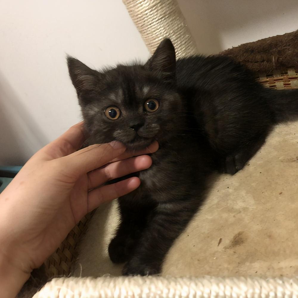 美短猫常见的7种颜色，和罕见的5种颜色，看看你知道几种？(图11)