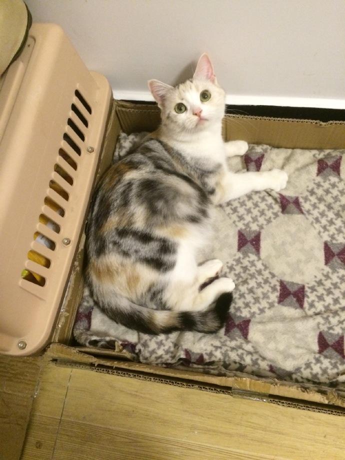 美短猫常见的7种颜色，和罕见的5种颜色，看看你知道几种？(图12)