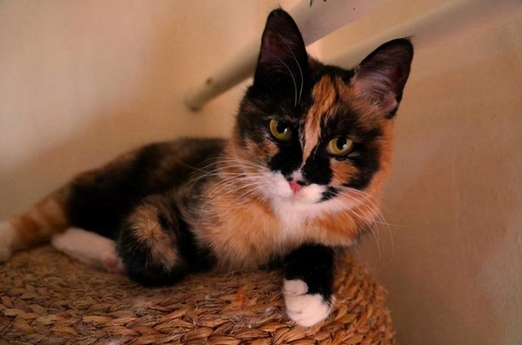 美短猫常见的7种颜色，和罕见的5种颜色，看看你知道几种？(图13)