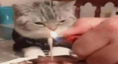 猫咪看着五花肉蛋糕发愁，难道猫生就此结束？“我怕是条狗吧”(图2)