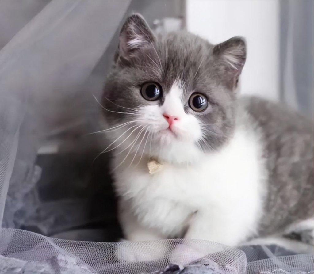 矮脚猫的优缺点有哪些？想养的先了解一下(图1)