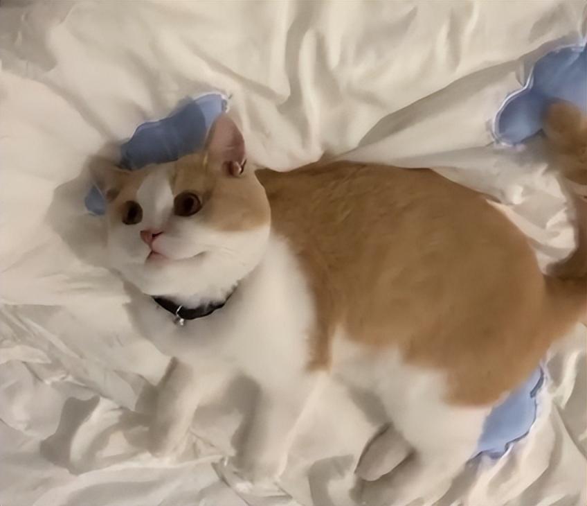 矮脚猫的优缺点有哪些？想养的先了解一下(图5)