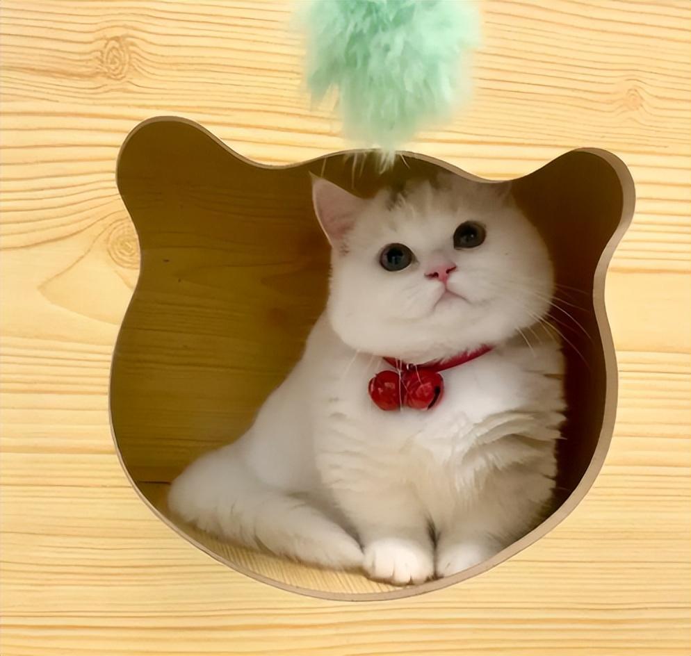 矮脚猫的优缺点有哪些？想养的先了解一下(图4)