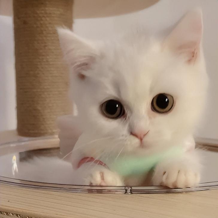 矮脚猫的优缺点有哪些？想养的先了解一下(图6)