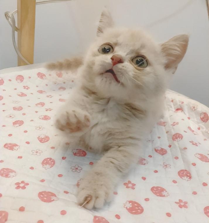 矮脚猫的优缺点有哪些？想养的先了解一下(图7)