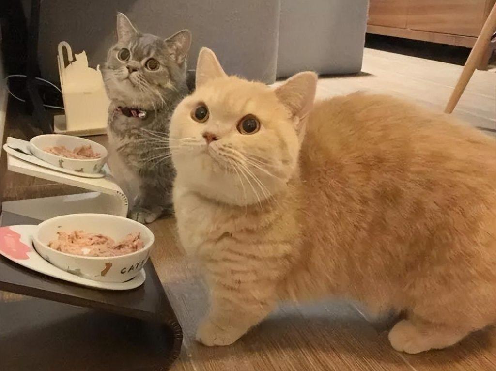 矮脚猫的优缺点有哪些？想养的先了解一下(图8)