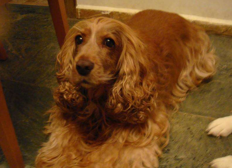 撞衫并不可怕，可怕的是撞衫对象是隔壁桌狗狗！（撞衫了该怎么幽默回答女生）(图3)