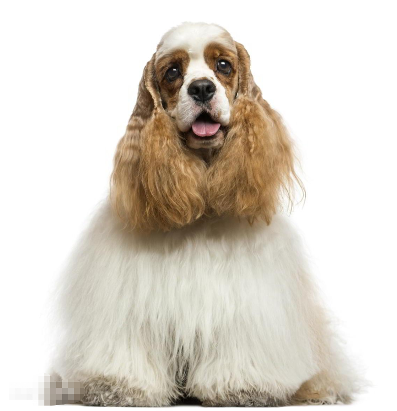 撞衫并不可怕，可怕的是撞衫对象是隔壁桌狗狗！（撞衫了该怎么幽默回答女生）(图4)