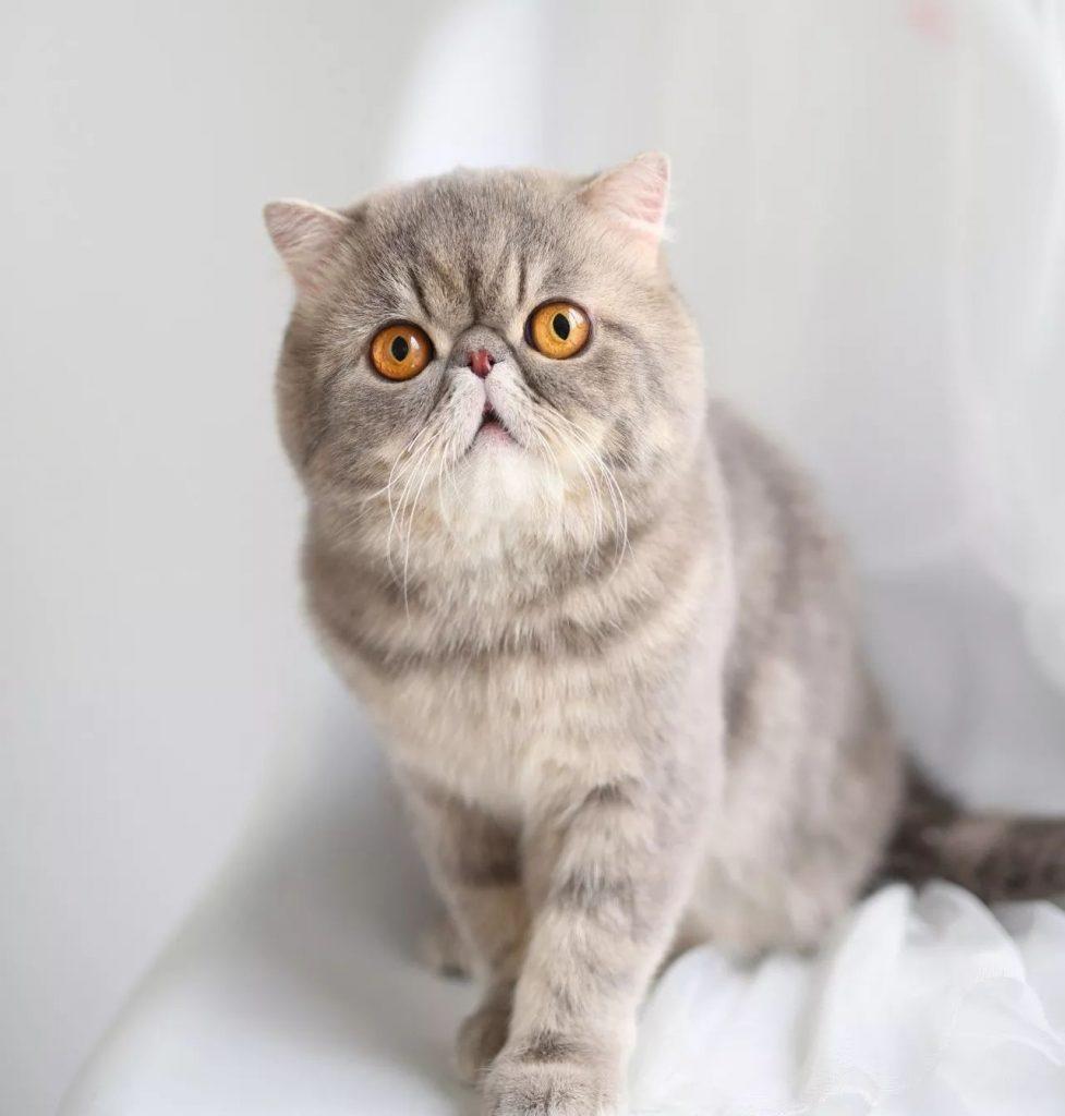 新手养猫推荐：这5种猫便宜又好养，很适合新手！(图1)