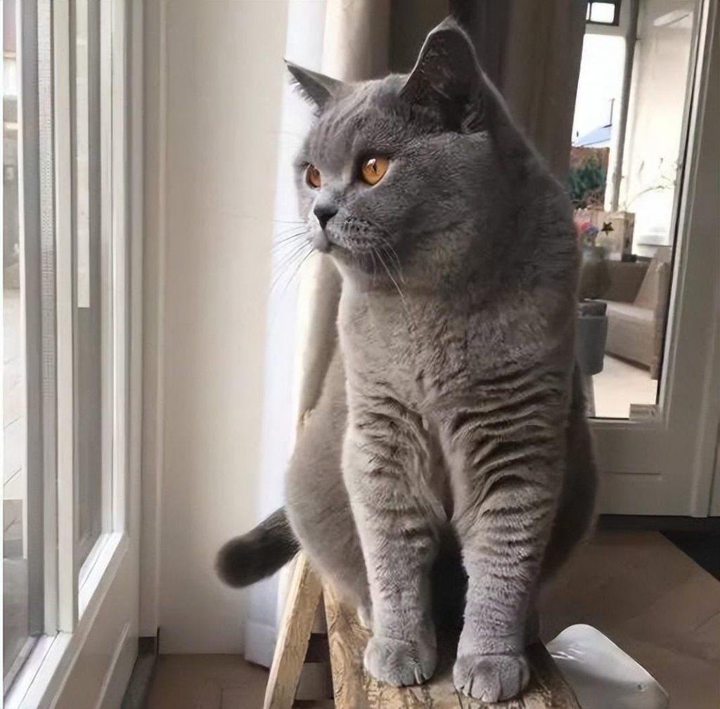 新手养猫推荐：这5种猫便宜又好养，很适合新手！(图4)